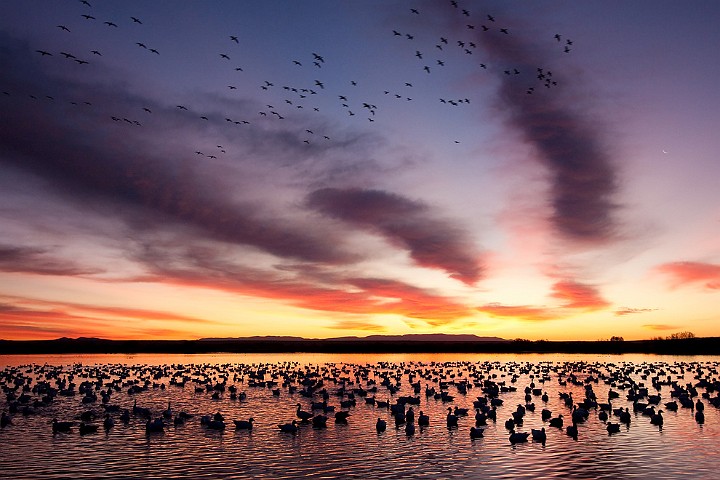 Schneegans Anser caerulescens Snow Goose